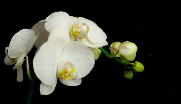 Flowers of white orchid with buds isolated on black background