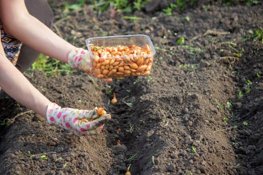 Female farmer's hand sowing onions in organic vegetable garden, close-up of hand sowing seeds in soil.