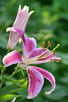Beautiful lily quality white and pink Colour