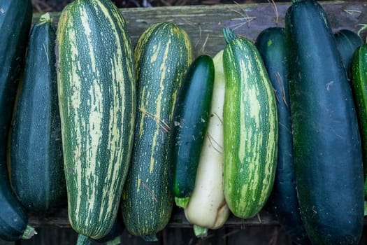 Fresh and shiny zucchinis or courgettes known also as summer squash, a delicious vegetable consumed either raw in salads or cooked, extremely versatile, tender and easy to include in many light dishes