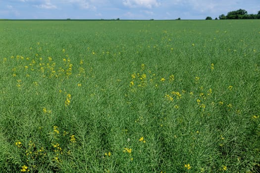 Cultivation of rapeseed plants for oil production is an important agricultural industry in many countries.