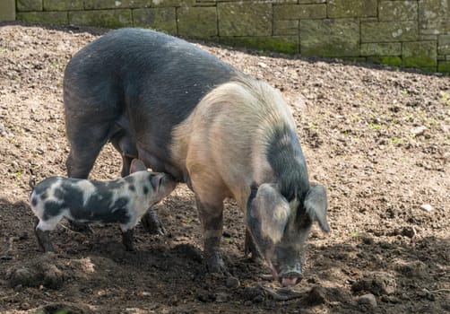 Female Saddleback pig or sow feeding a piglet