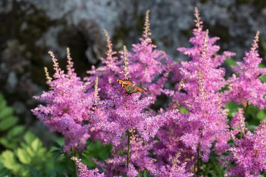 Blooming pink astilbes in a flower bed in the garden