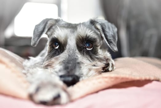 A grey dog of the Schnauzer breed cutely looks up while lying on the bed. Schnauzer dog looks with kind eyes, doggy is lying on the bed.