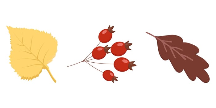 autumn elements botany nature leaves berries twigs