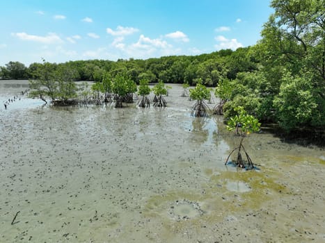 Green mangrove forest and mudflat at the coast. Mangrove ecosystem. Natural carbon sinks. Mangroves capture CO2 from atmosphere. Blue carbon ecosystems. Mangroves absorb carbon dioxide emissions.