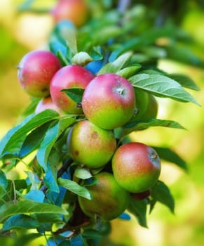 Nature, agriculture and growth with apple on tree for sustainability, health and farm. Plants, environment and nutrition with ripe fruit on branch for harvesting, farming and horticulture