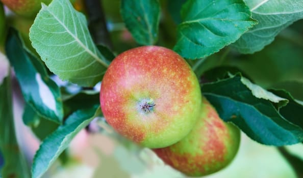 Nature, agriculture and nutrition with apple on tree for sustainability, health and growth. Plants, environment and farm with ripe fruits on branch for harvesting, farming and horticulture