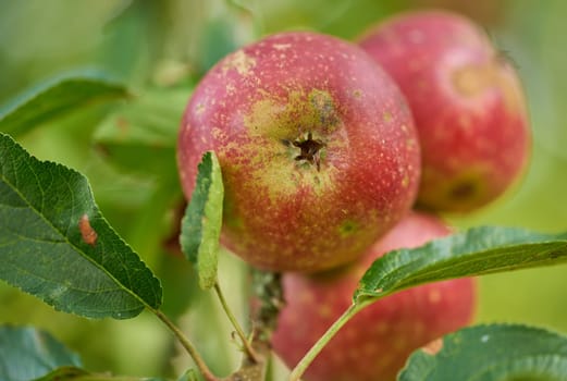 Nature, agriculture and organic with apple on tree for sustainability, health and growth. Plants, environment and nutrition with ripe fruit on branch for harvesting, farming and horticulture