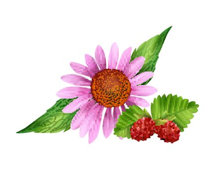 Camomile And Strawberry Illustration