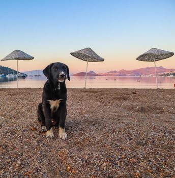 Young dog on the beach at sunrise