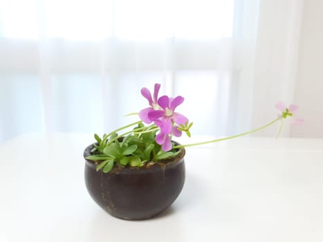 pink,houseplant,flower,petal,flowerpot,plant,ikebana,impatiens,purple,violet