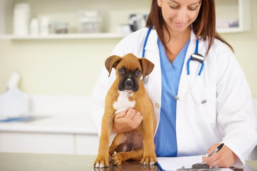 Doctor, writing or sick puppy at veterinary clinic for animal healthcare checkup inspection or prescription. Veterinarian, history or boxer pet or rescue dog in medical examination test in office