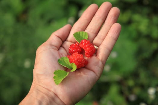 finger,fruit,berry,rubus,raspberry,strawberry,strawberries,hand,blue,flower,plant