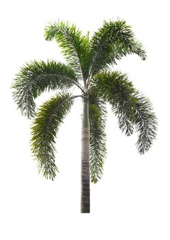 Beautiful green palm tree isolated on white.