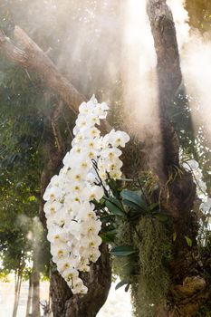 Branch of white Phalaenopsis Orchids on a big green tree in natural garden.