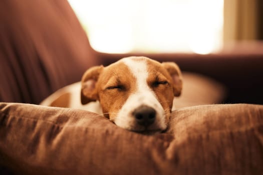 Dog on couch, sleep and relax in home for happy pet in comfort and safety in living room. Tired Jack Russell sleeping on couch, furniture and pets with loyalty, cute face and pillow in lounge alone
