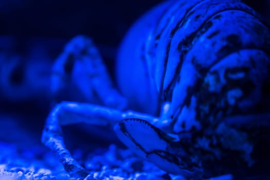 large lobster in an aquarium in blue neon light underwater