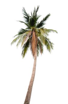 The coconut tree isolated on white.