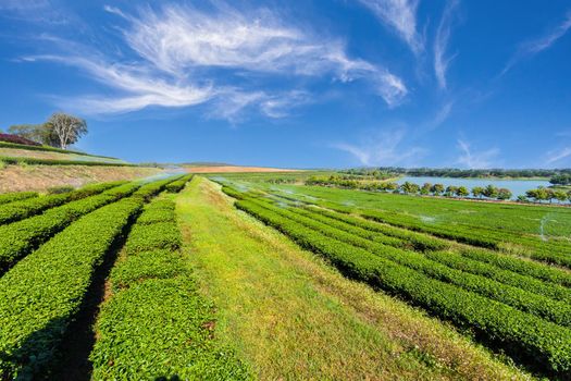 Amazing landscape view of tea plantation. Nature background with blue sky