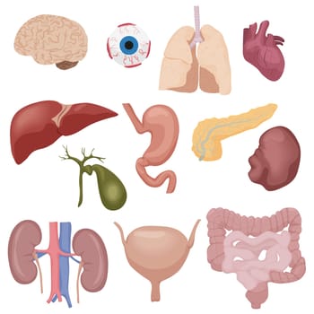 Human body internal parts organs set isolated.