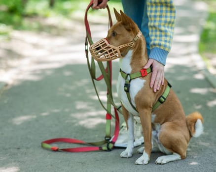 A woman walks with a basenji dressed in a muzzle. African barking dog.