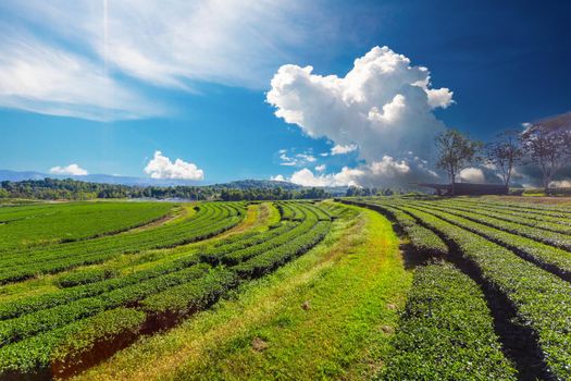 Amazing landscape view of tea plantation. Nature background with blue sky