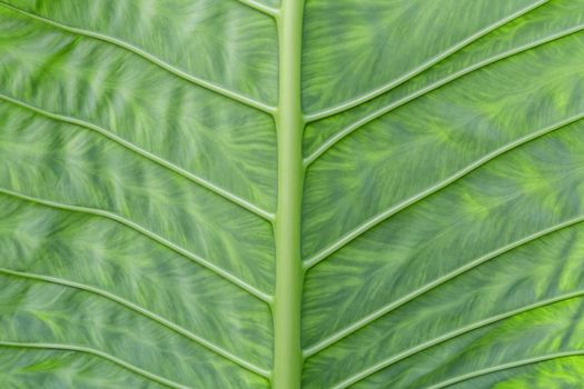 background texture green leaf structure.