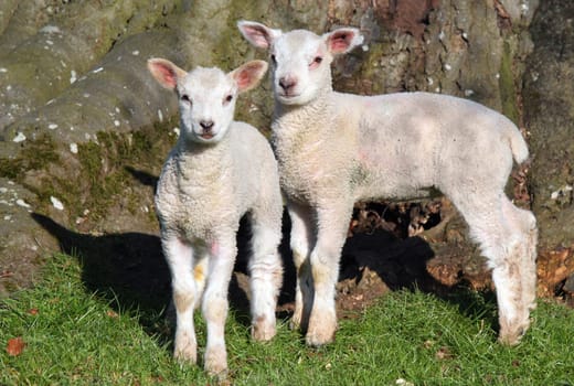 Two spring new-born lambs.