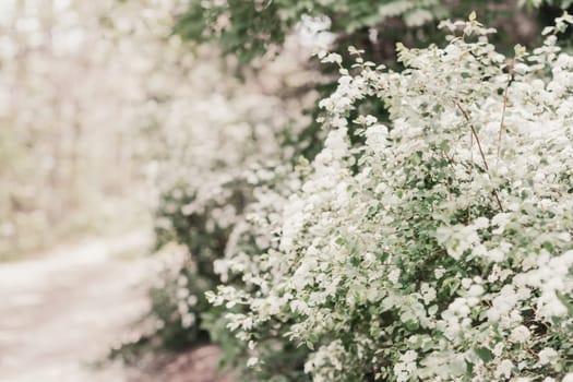 spirea shrub background completely strewn with tassels of white flowers