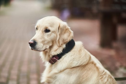 Golden Labrador Retriever with a collar sitting on the street.