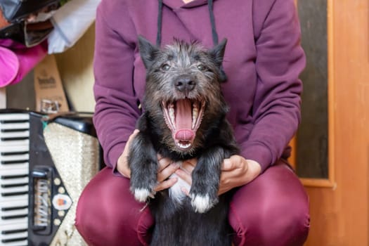 Funny bearded dog yawning at home closeup