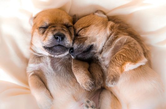 Cuddly newborn puppies in sweet dreams