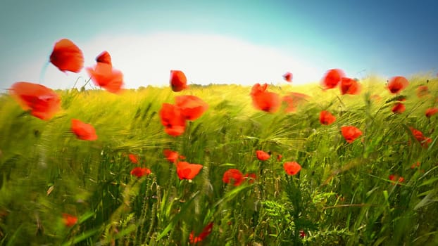 Beautiful red poppies in the field in the wind. Blurred motion art photography. Beautiful summer nature background with red flowers.
