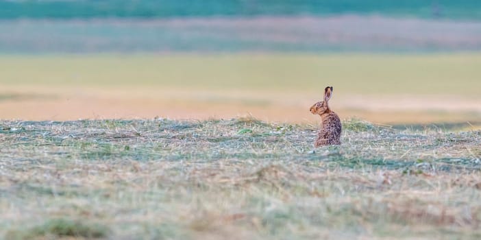 European brown hare, lepus europaeus, standing on the grass looking aside