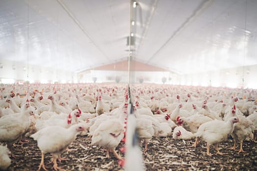 Factory, farm and chicken feed in barn or warehouse, agriculture and industrial meat farming or sustainability. Animals, birds and chickens indoor or poultry business, food industry and grain