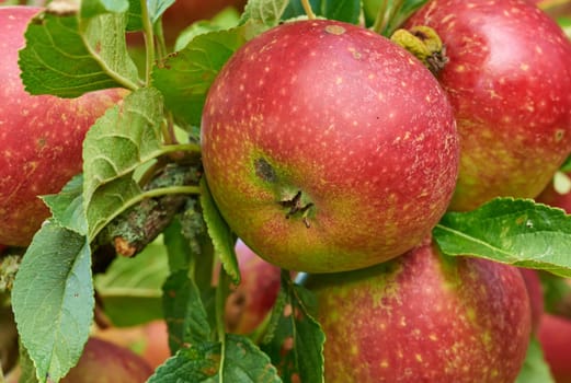 Nature, agriculture and farm with apple on tree for sustainability, health and growth. Plants, environment and nutrition with ripe fruit on branch for harvesting, farming and horticulture