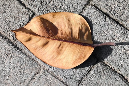 Exotic dry brown leaf lies on gray paving stones, top view, close-up