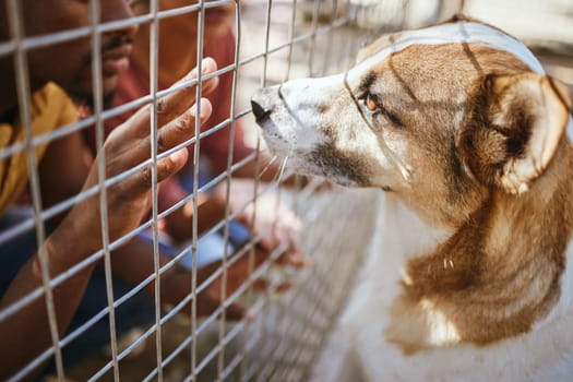 Hands, fence and dog in shelter for adoption, black man looking at homeless puppy at charity. Pet care, love and compassion, volunteer at animal shelter with abandoned dogs in veterinary clinic cage.
