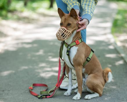 The owner puts a muzzle on the African dog breed Basenji for a walk.