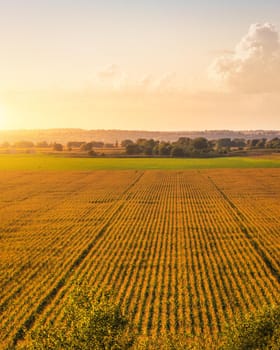 Top view to the rows of young corn in an agricultural field at sunset or sunrise.
