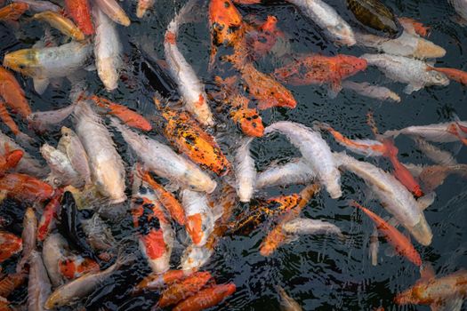 Carp fishes also know as Kohaku, Sanke, in the pond. Multiple numbers of Koi carp