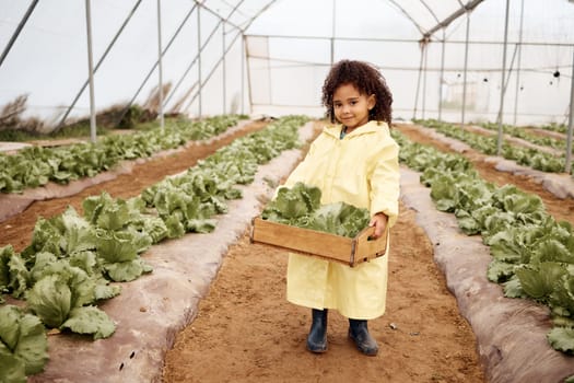 Child, portrait or harvesting vegetables in container, greenhouse land or agriculture field for export logistics sales. Smile, happy or farming kid and crate for lettuce help or food crops collection