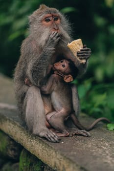 Close up shot of mother monkey sitting with small baby on nature background