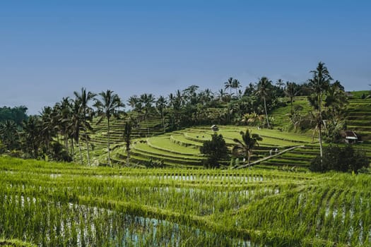 Landscape view of rice farming in bali