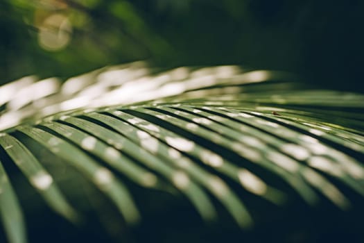 Close up shot of green horizontal palm leaf