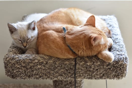 Orange Tabby Sleeping Funny and Small Kitten Awake