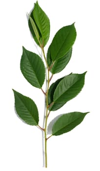 Branch with green leaves of cherry on a white background