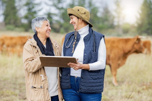 Cow, vet or senior farmer with checklist on field for meat, beef or cattle food industry inspection. Happy people farming livestock, cows or agriculture animals for milk production and management.