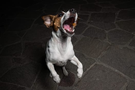 Funny Jack Russell Terrier dog catches dry food on the fly.